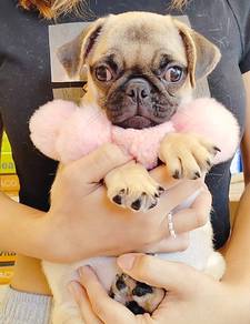 Pug