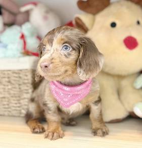 MINIATURE DACHSHUND Puppies VIP39 🐻 Girl~ Dappled