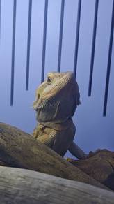 bearded dragon 