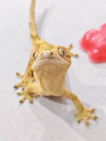 Crested Gecko