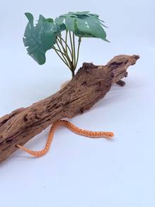Hognose Snake