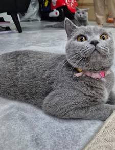 british short hair 