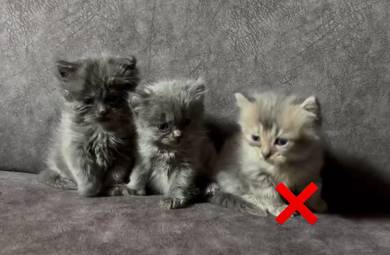 British long hair mix curl kitten