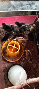 anak ayam sabung 