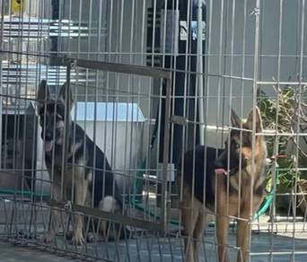 German Shepherd/Dog
