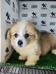 Pembroke Welsh corgi  quality  male