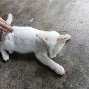 free ank kucing 