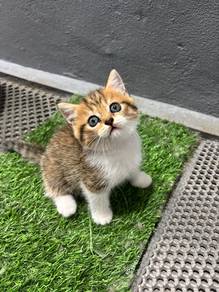 Golden Tabby & White bsh