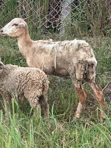 3 ekor kambing biri-biri