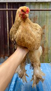Brahma