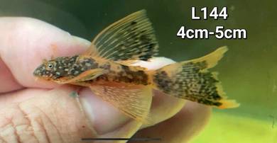 L144 Calico Fish/ Bristlenose Pleco/ Bandaraya/ 异形