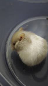Syrian Hamster 