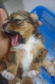 Shihpoo