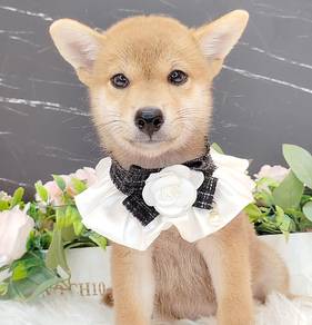 Shiba
