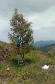 Agricultural Land in Raub, PHG