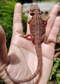Bearded Dragon 