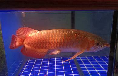 Chili Red Arowana + Aquarium Cabinet