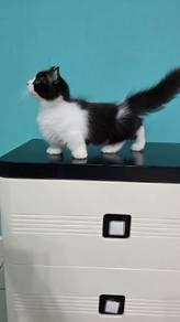 Munchkin Kinkalow Tuxedo Jantan