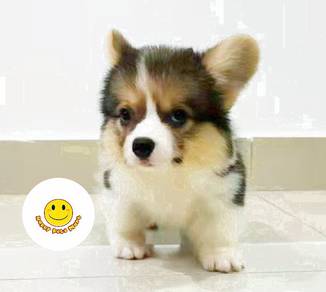 TR_G1211 Tri color Welsh Corgi cute puppies