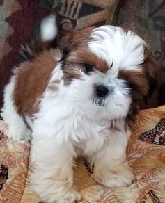 Frolicsome Shih Tzu Cute Long Hair Puppy Baby Dog