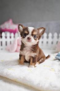 Mini chiwawa -Girl 