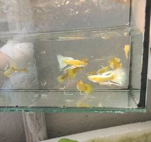 Full Gold Guppy Gene Ribbon 孔雀鱼 