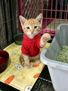 Ginger cutie Adoption Ipoh