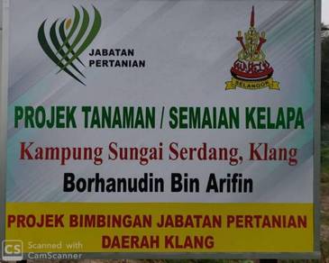 Benih kelapa ratus / sgg