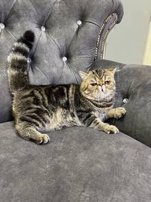 Kucing jantan exotic short hair