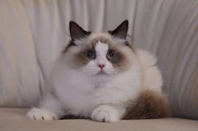 Ragdoll