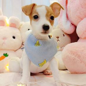 Jack Russell