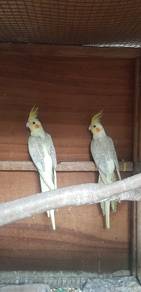 Cockatiel