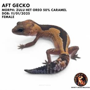 AFT African Fat Tailed Gecko Zulu Gecko JB 肥尾守宫祖鲁