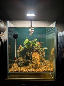 Aquascape + betta