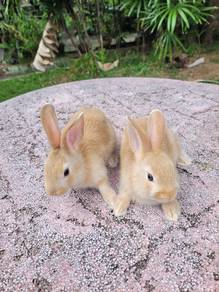 Arnab caramel oren cute🐰🐰🐰