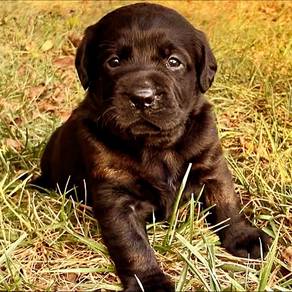 Labrador Retriever 19