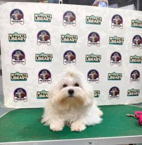Big Head maltese 26may2026
