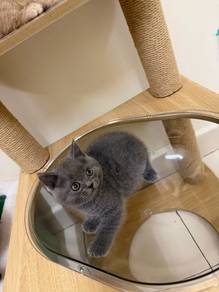 bsh male