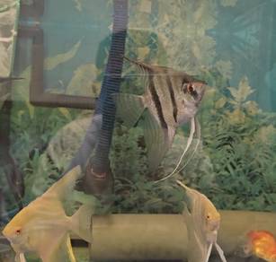 agel fish 2pc