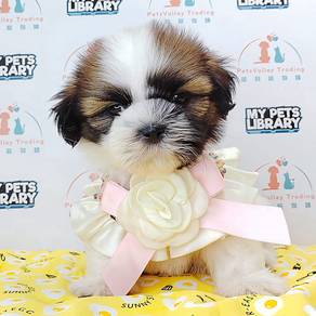 Shih Tzu