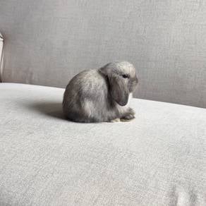 Holland lop bunny earlop rabbit arnab