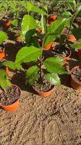 anak pokok sand paper vine ungu