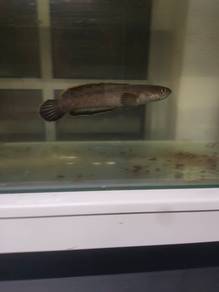 Channa Limbata