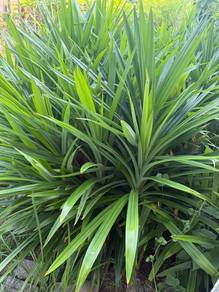 Daun Pandan 1 tompok