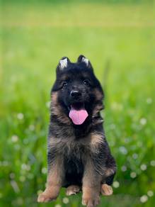 German shepherd xxl puppy