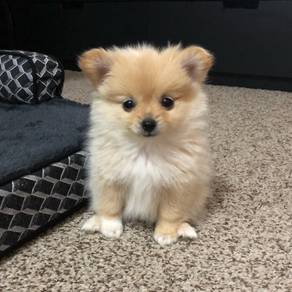 Jumpy Pomeranian small cute puppy Baby Dog