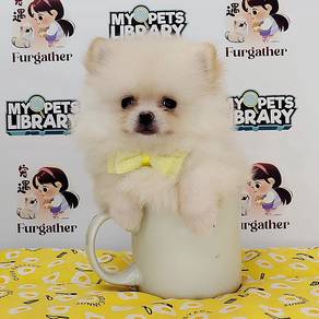 Pomeranian