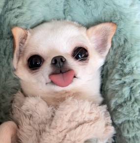 Chihuahua