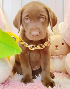 Labrador Retriever