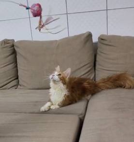maine coon